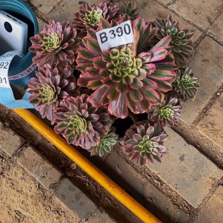 雨**?多肉法师390号奥黛丽不包损