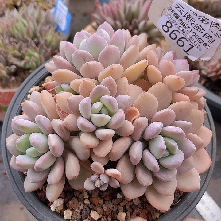8661白鹭。            
