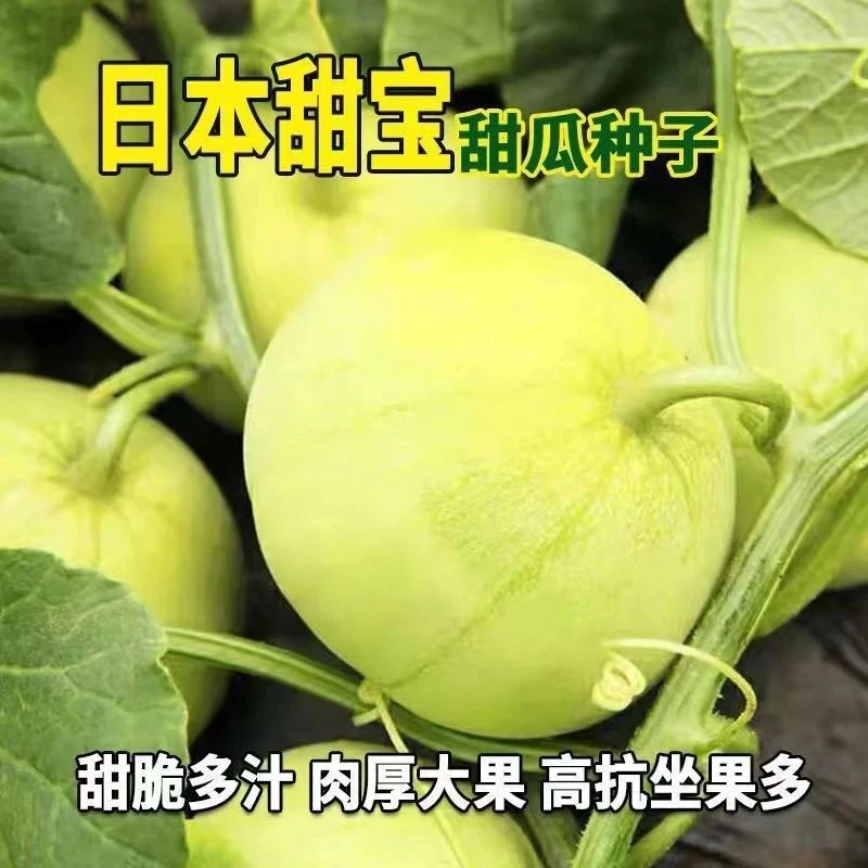 【全店满5包包邮】日本甜宝甜瓜种子薄皮香瓜种籽甜瓜种瓜种子水果