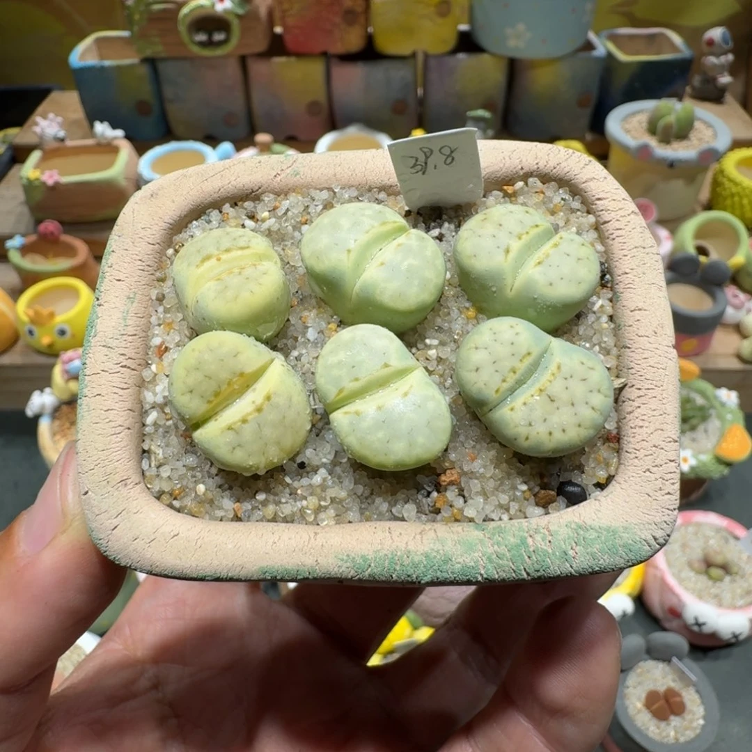 蘑菇1218奶油寿丽多肉植物