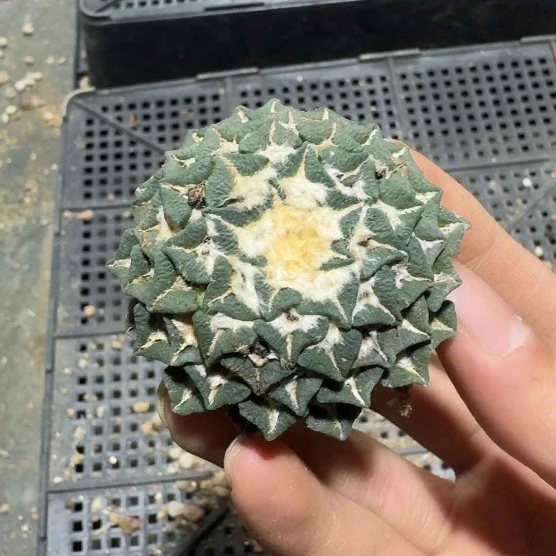 672号仙人球萝卜根