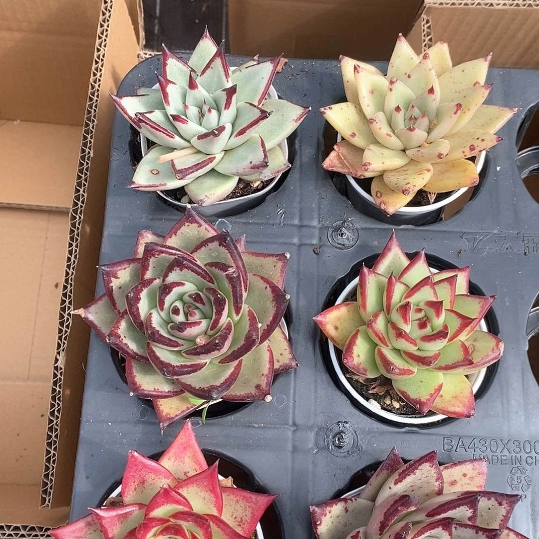 各色系乌木 超大个 超O大 6461