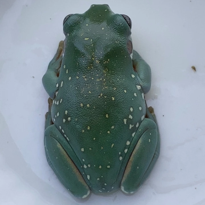 老爷树蛙24h蓝子代金腿素素33号