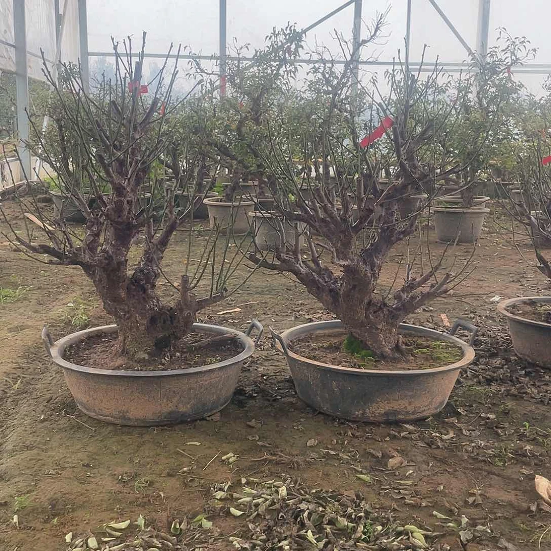 完全开放梅花老桩一物一拍