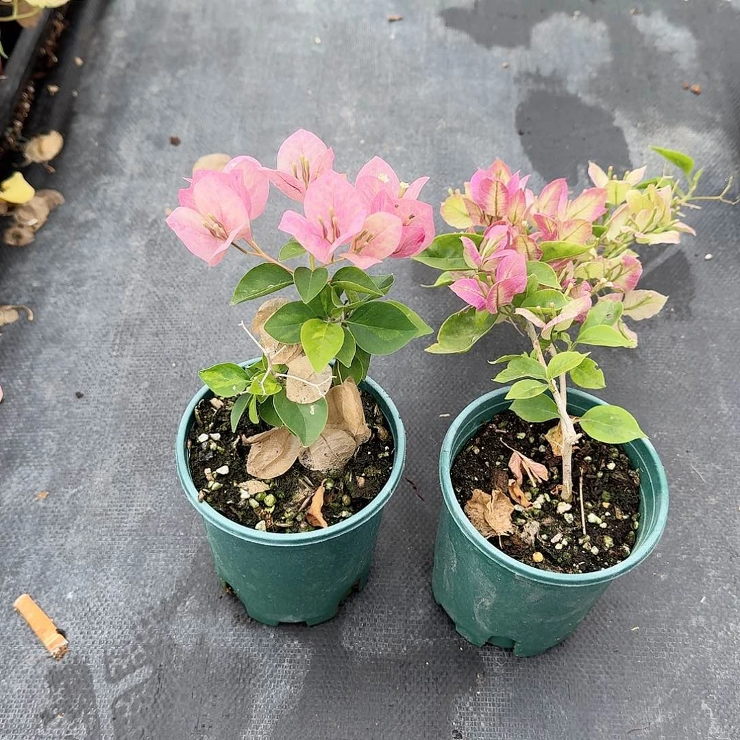 完全开放暗五和抹茶