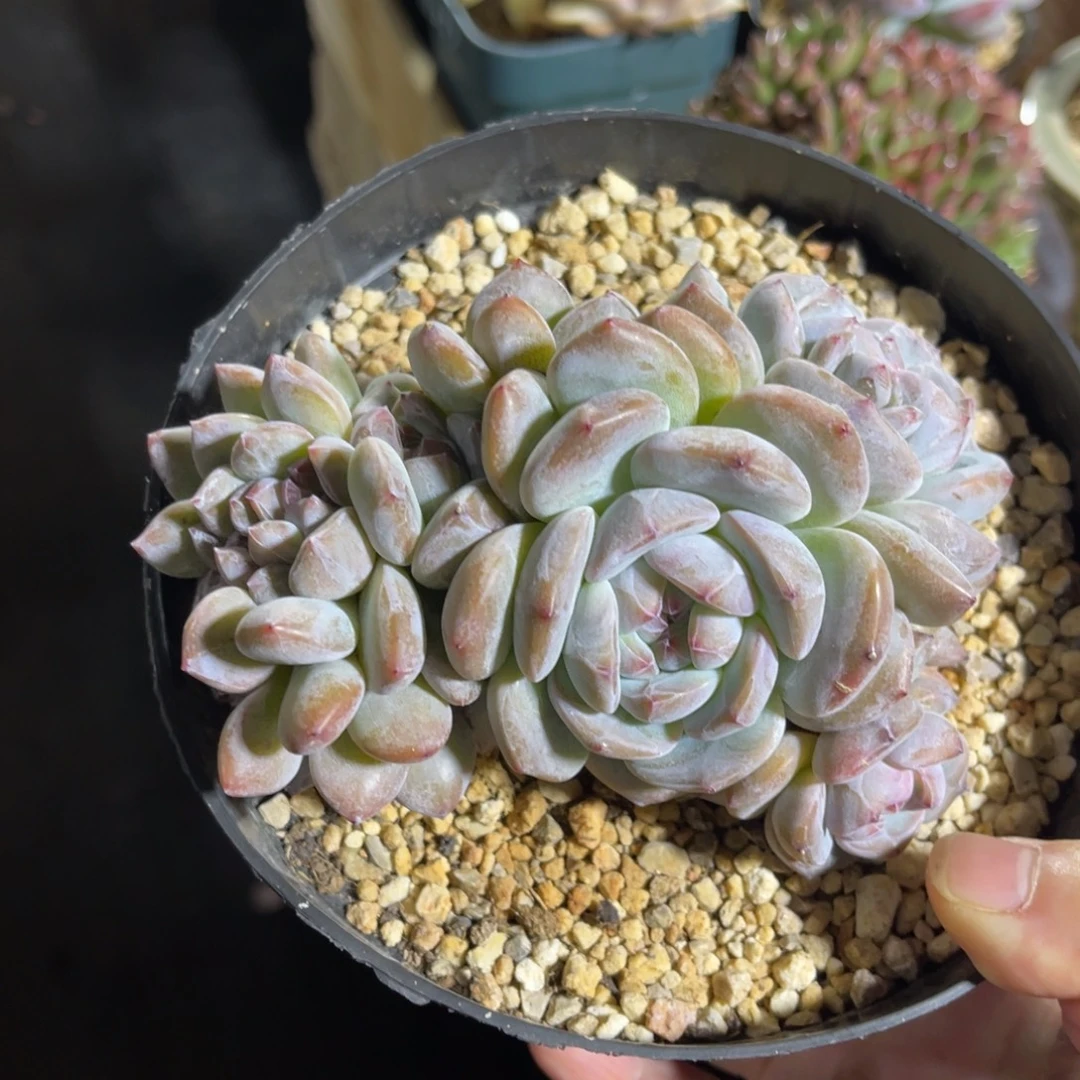星影朵朵缀 一物一拍不支持退换