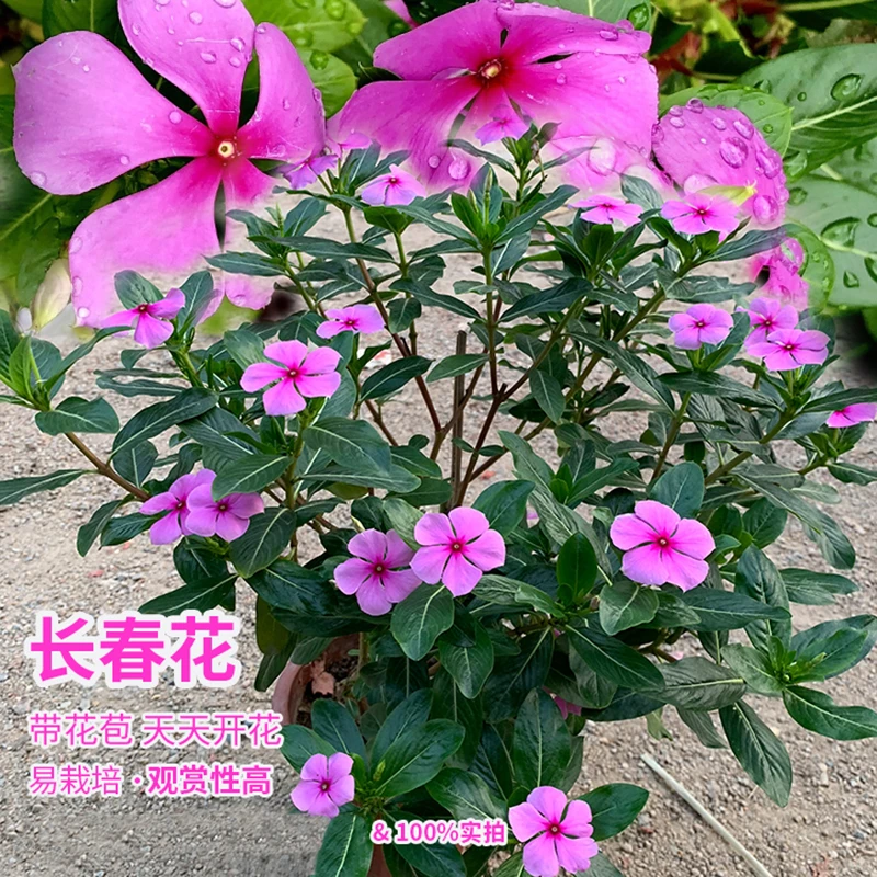 长春花盆栽 日日春 阳台庭院耐热耐晒植物四季开花好养五叶梅花苗