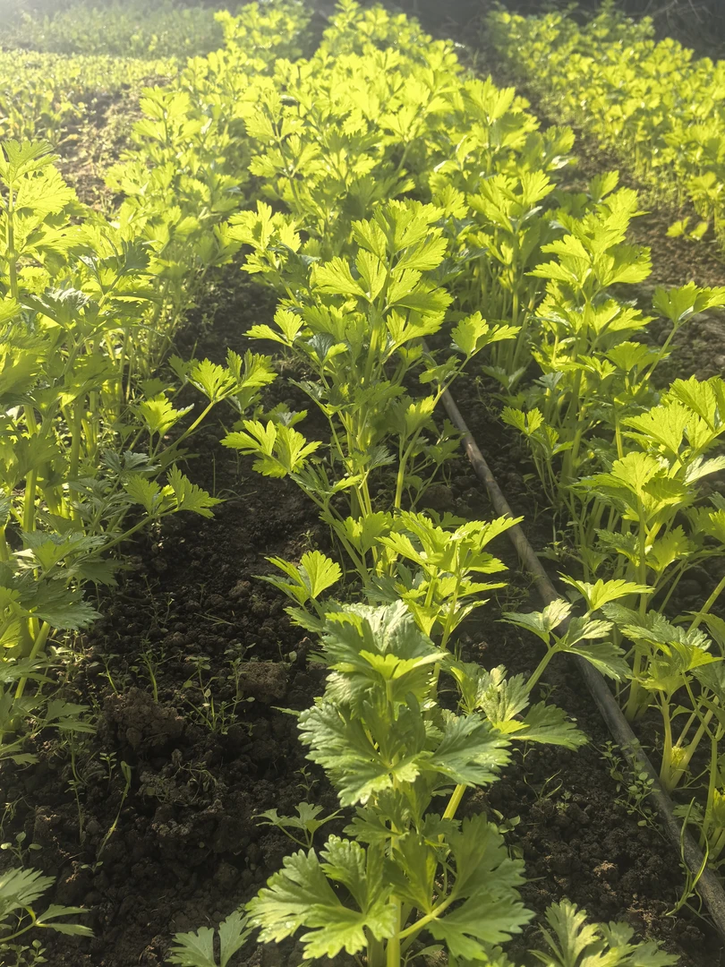 北京桃源生态芹菜