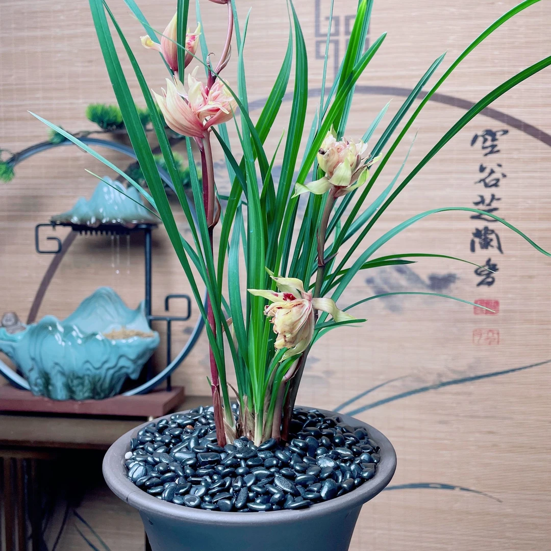 （七彩牡丹）春兰铭品 奇花浓香好养活 花期久