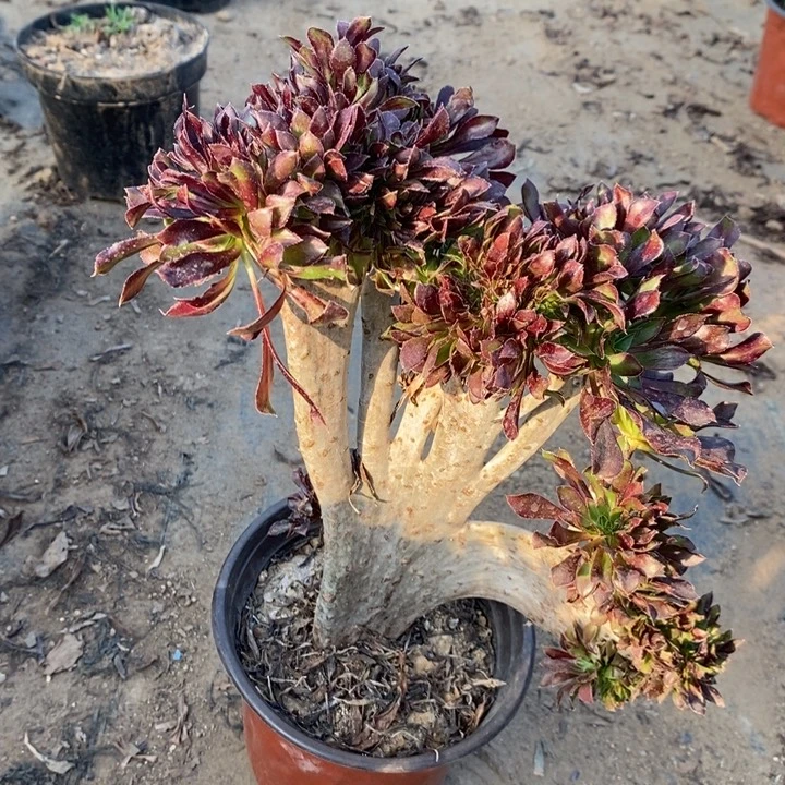 黑缀37多肉法师法师