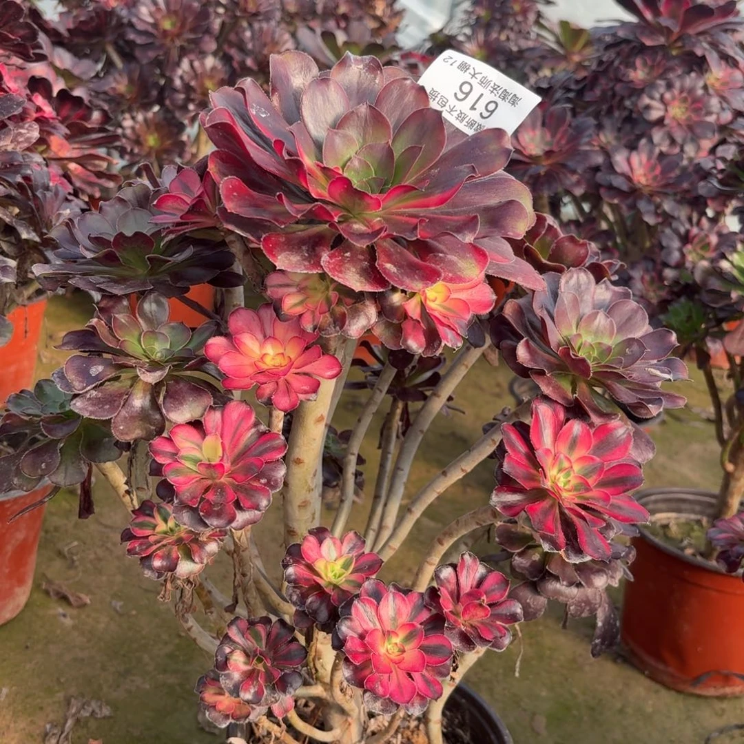 616花蝴蝶多肉植物法师