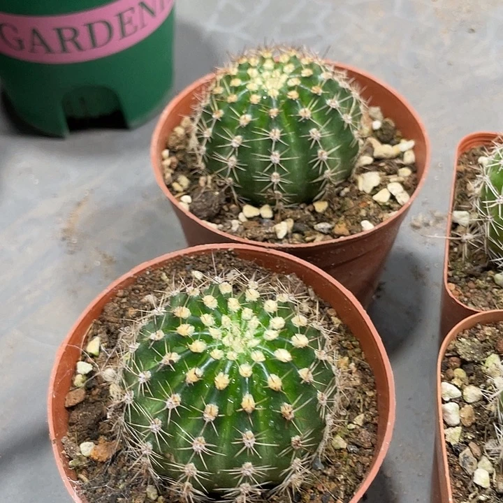 新品彩草自根蔓藤花纹