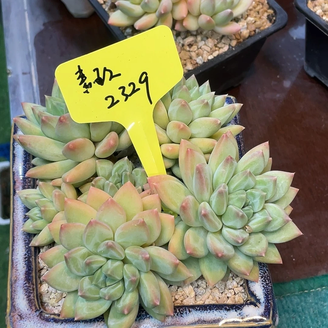 素玖多肉一物一拍2329