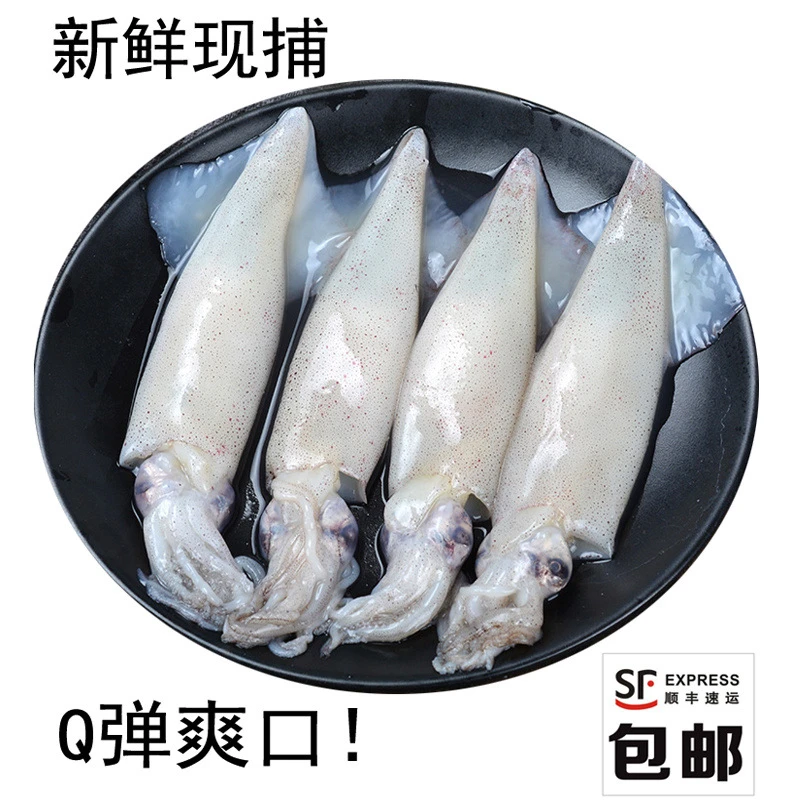 4斤装新鲜海捕大海兔笔管鱼1斤10-16条冷冻小鱿鱼新鲜墨斗鱼