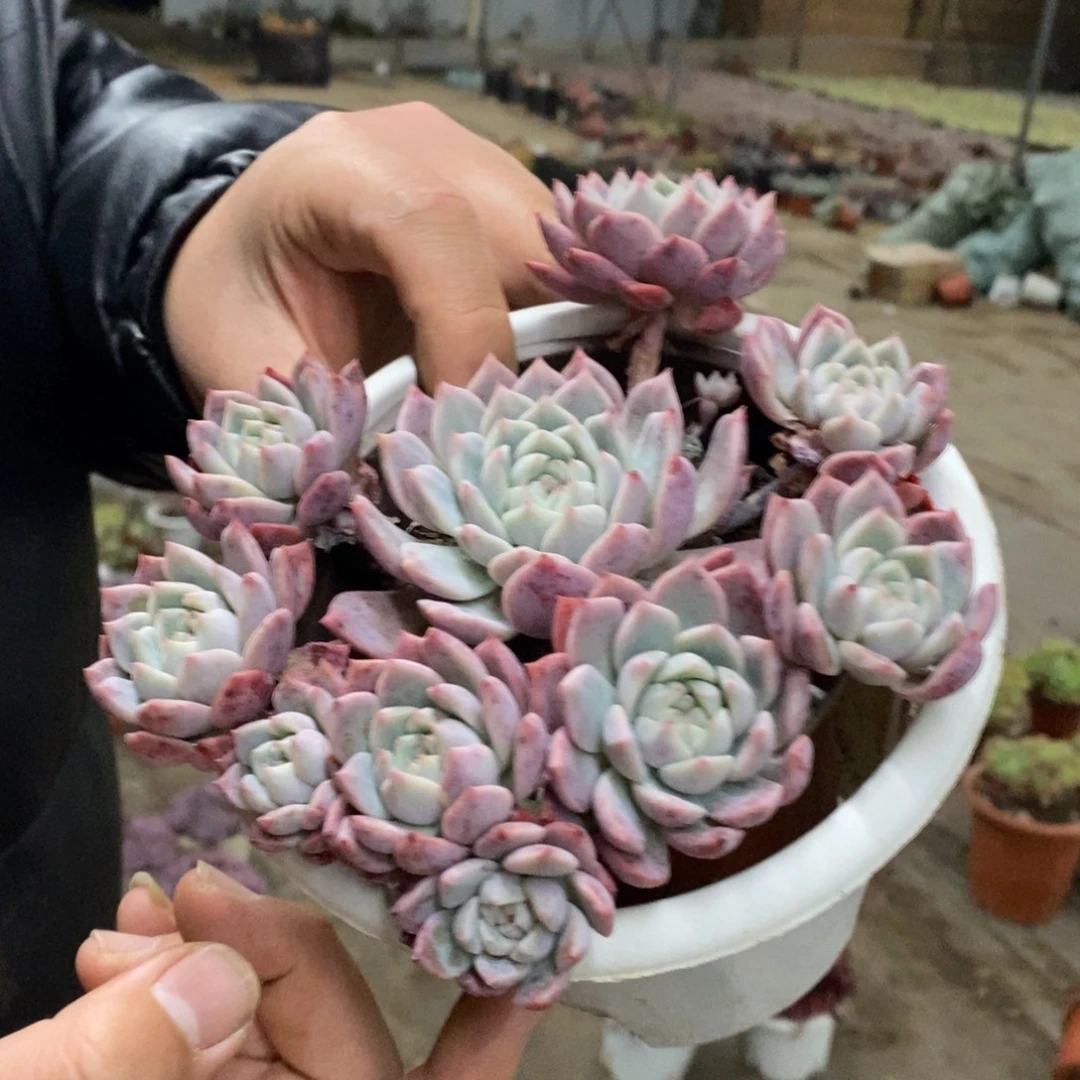 霜花小老桩手捧多肉