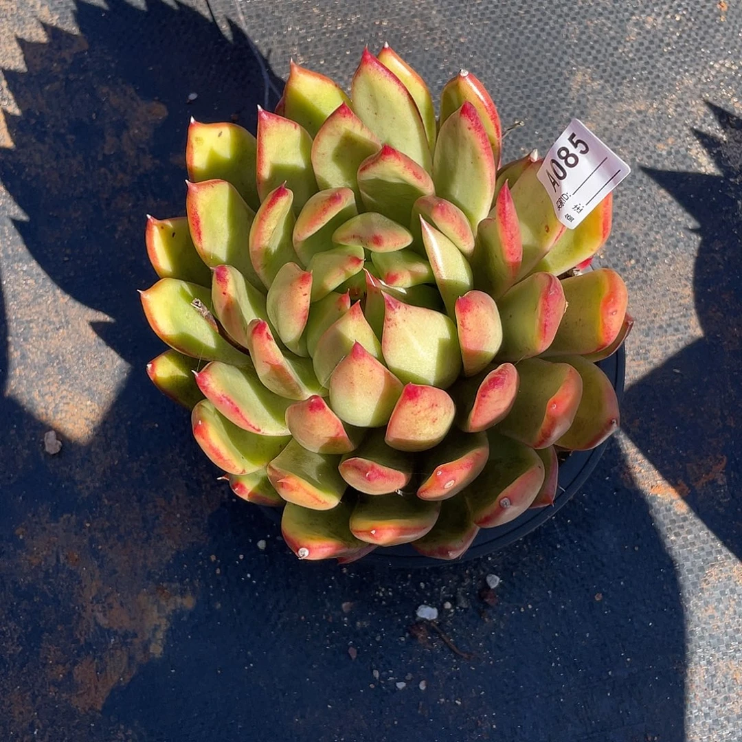 若如东云单拍A085