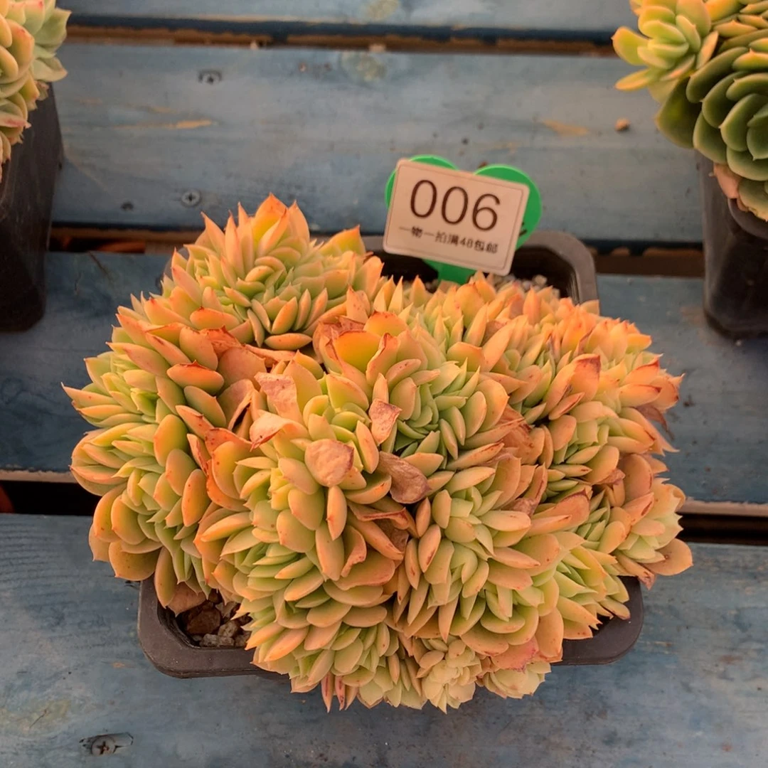 辛娜塔缀化一物一拍006