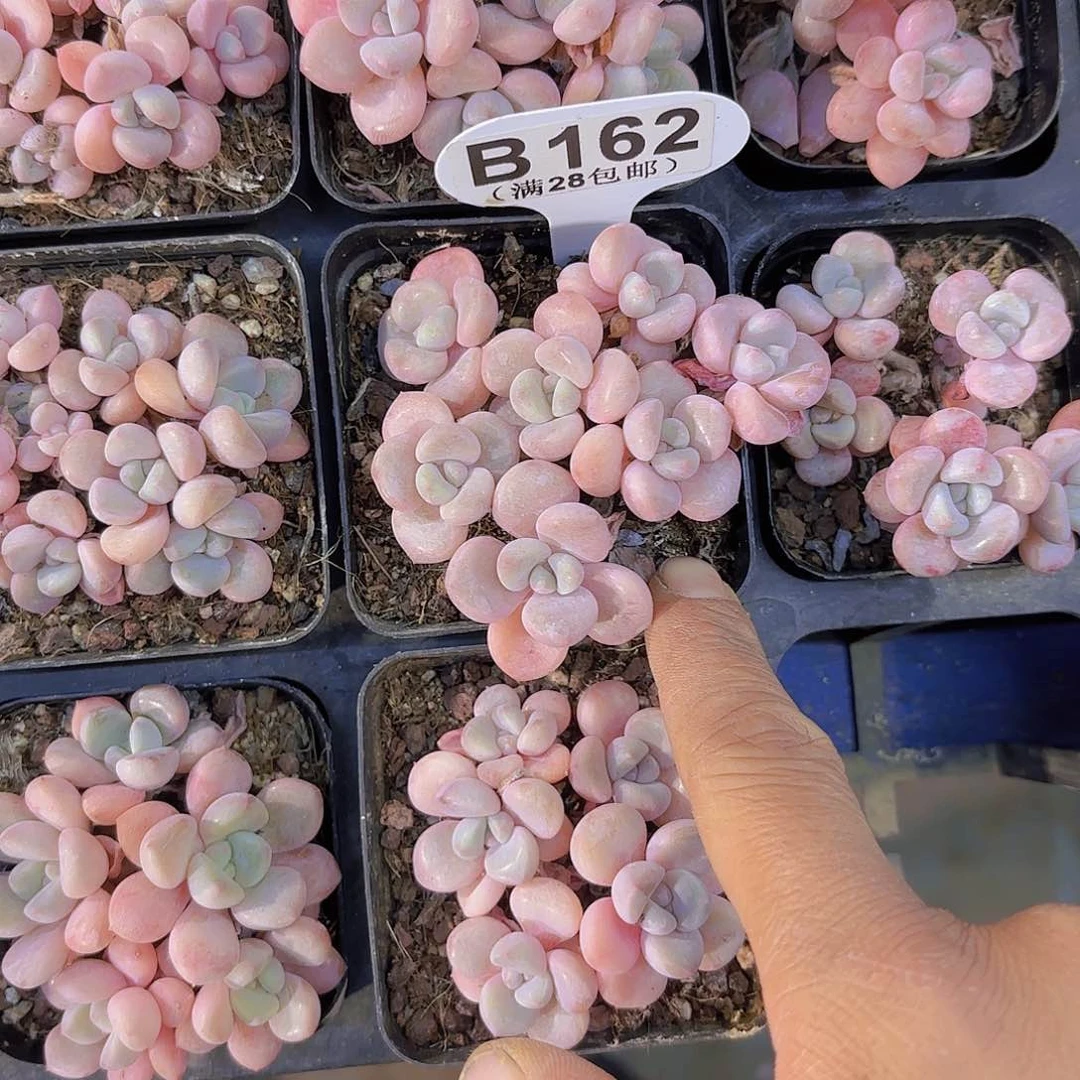 B162花瓣路一物一拍