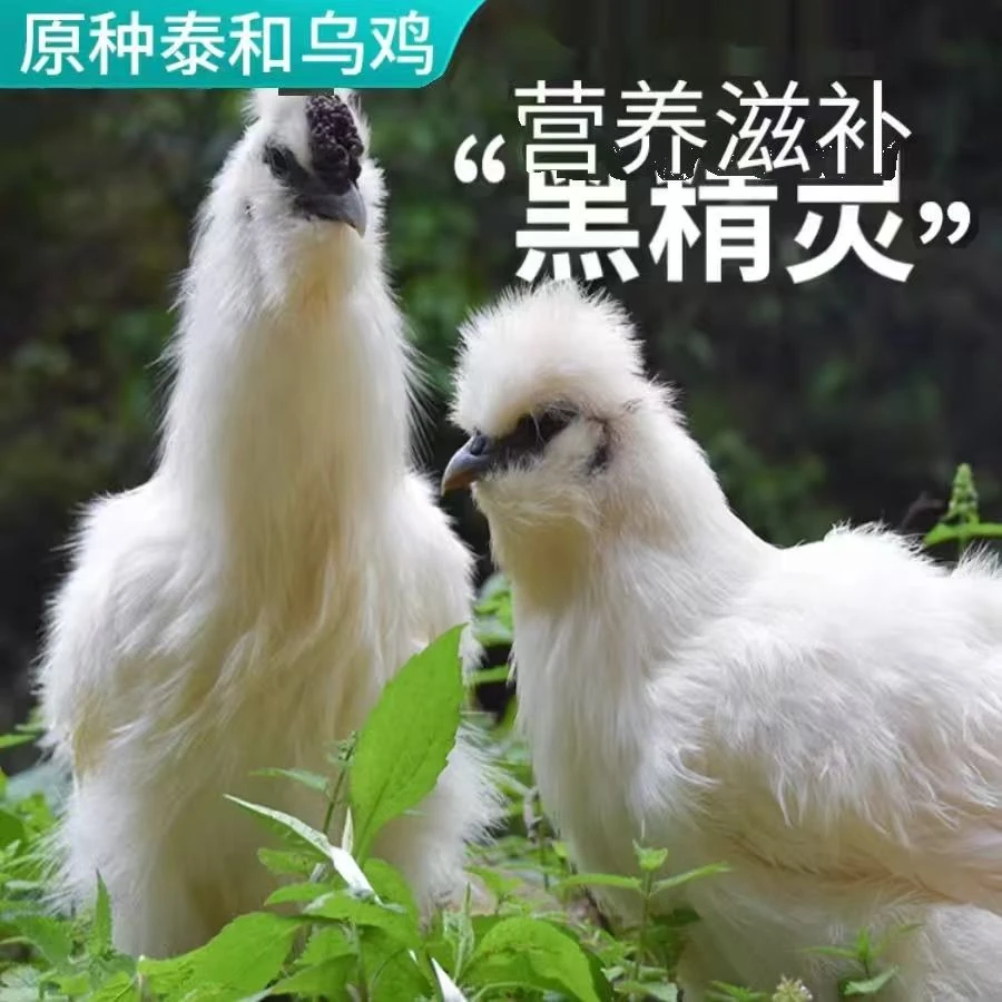山东高山树林农家滋补散养生态新鲜乌鸡现宰现发