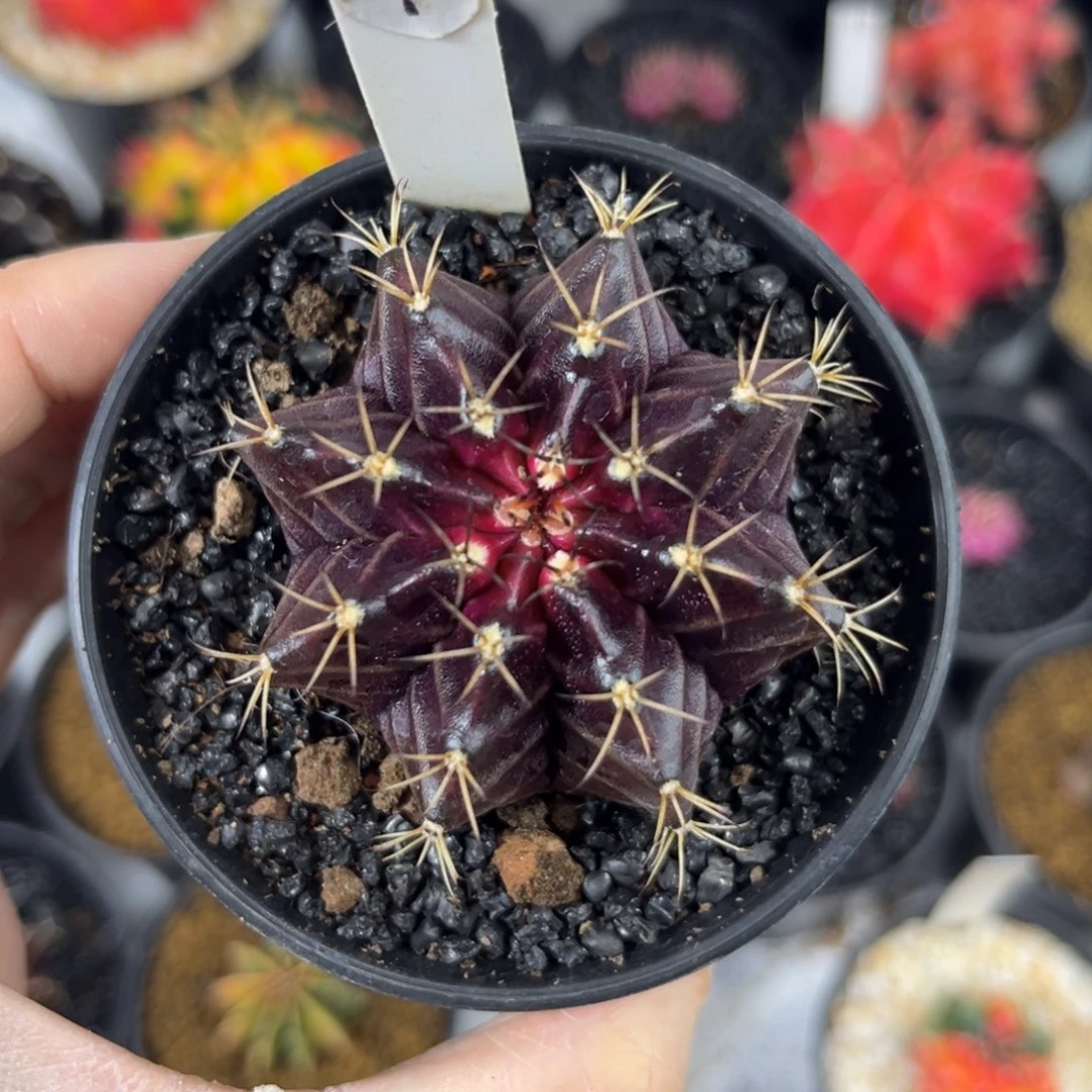 丹顶红酒米哈仙人球实生