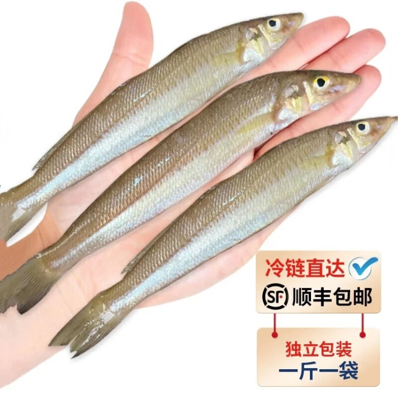 沙丁鱼新鲜冷冻海捕船冻青岛深海特大号沙丁鱼少刺烧烤沙尖鱼