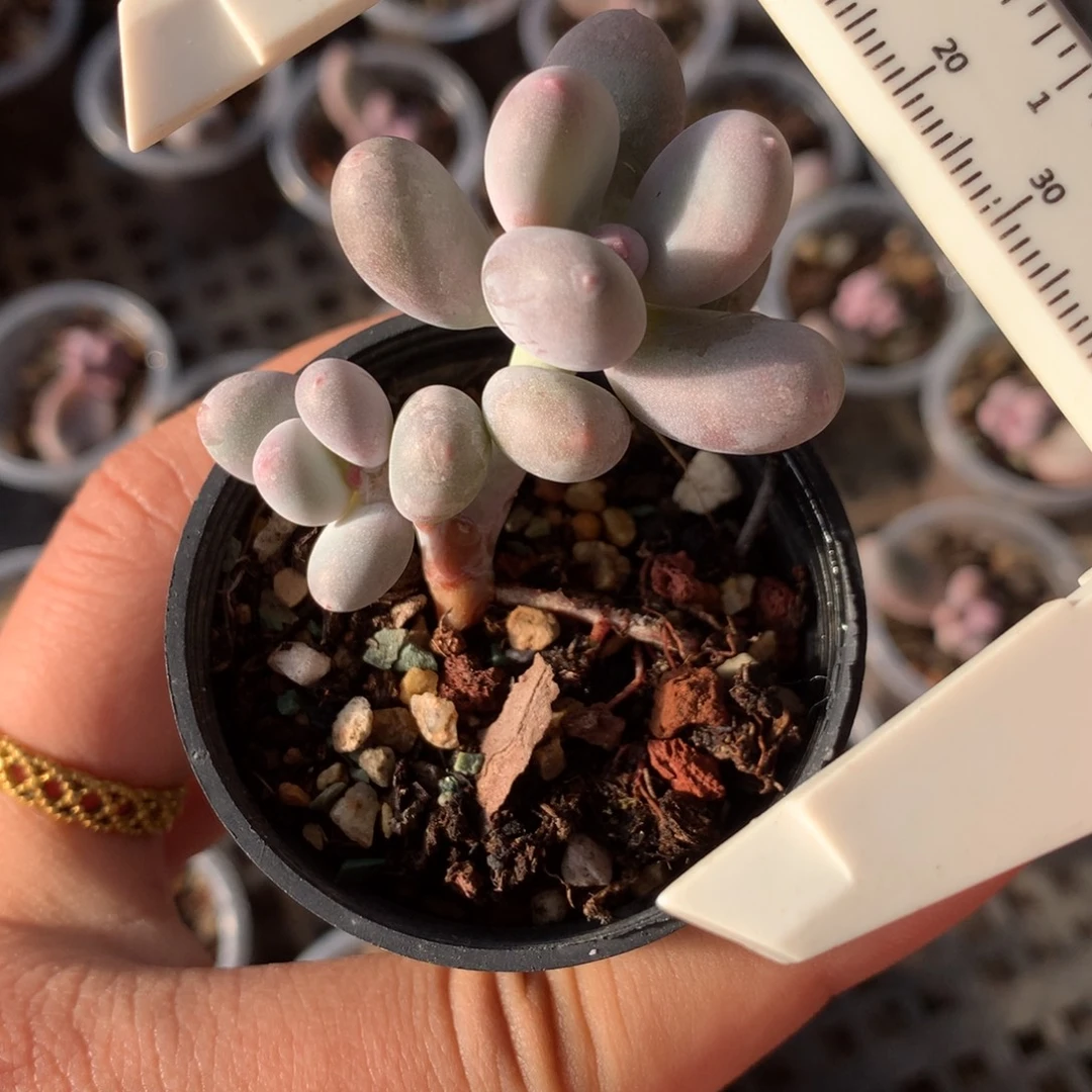 国产彩虹奶多肉植物