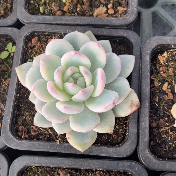 欲***风梦露锦一物一拍锦龙