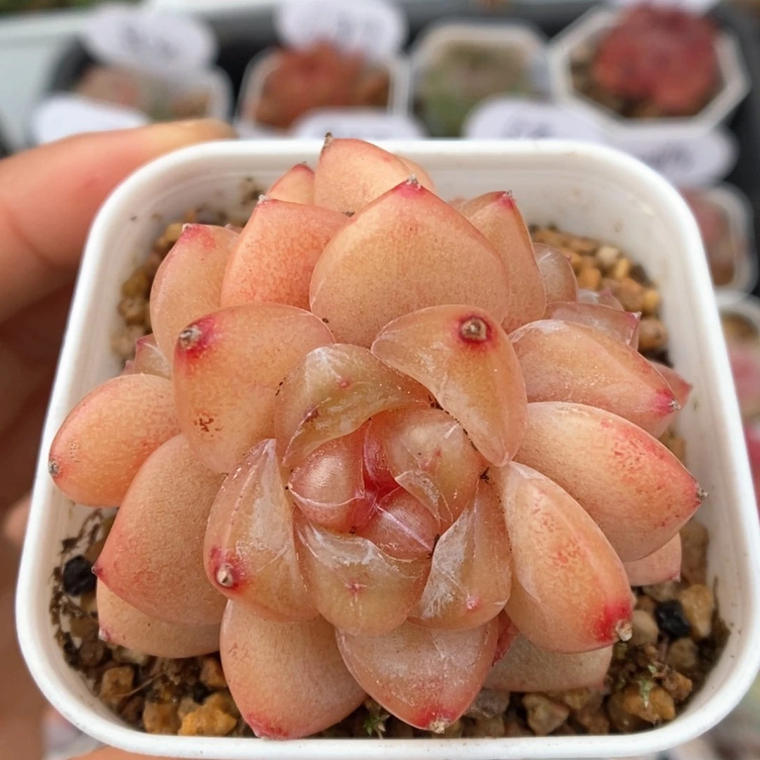 金雀群生可拍924号。