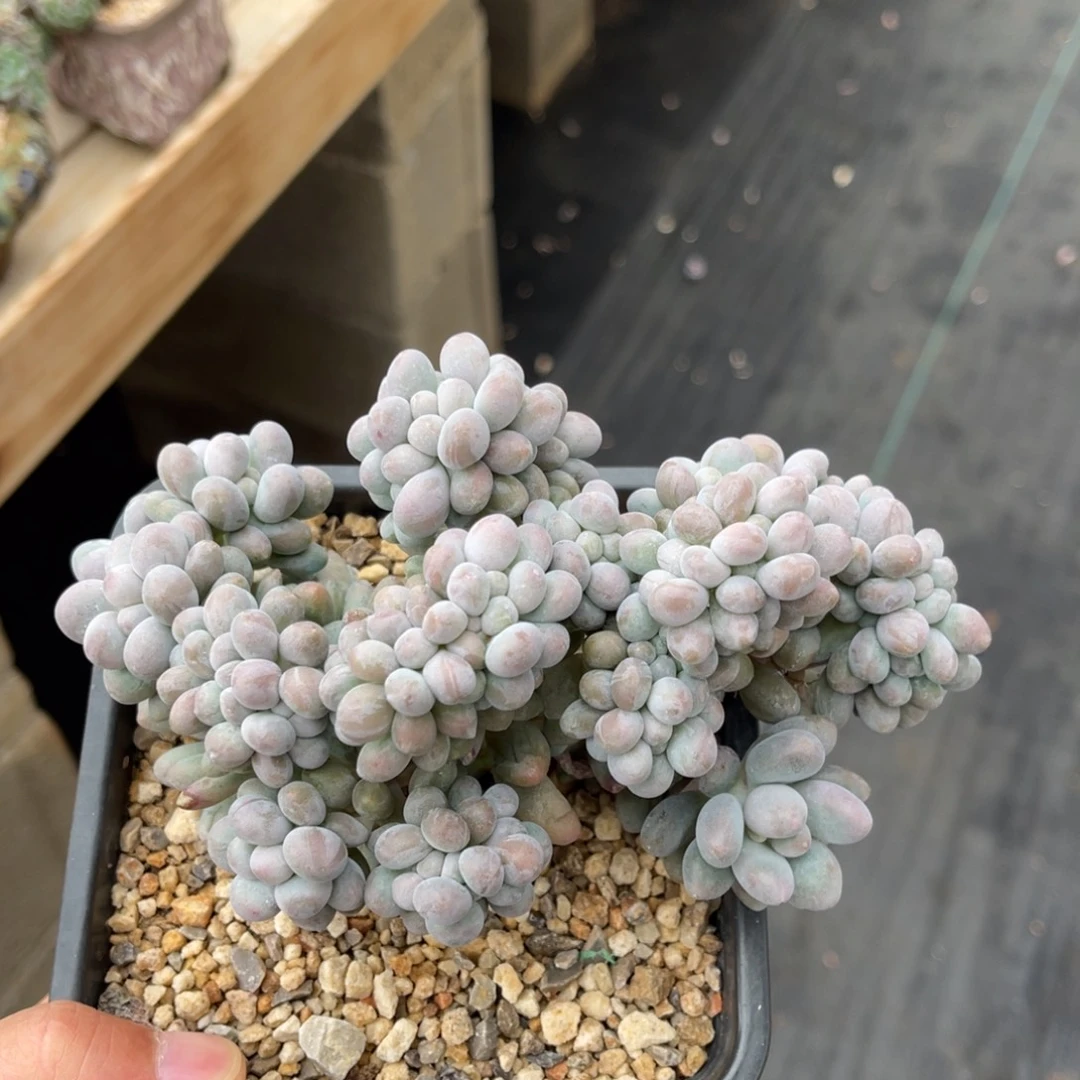 汤圆缀一物一拍不支持退换