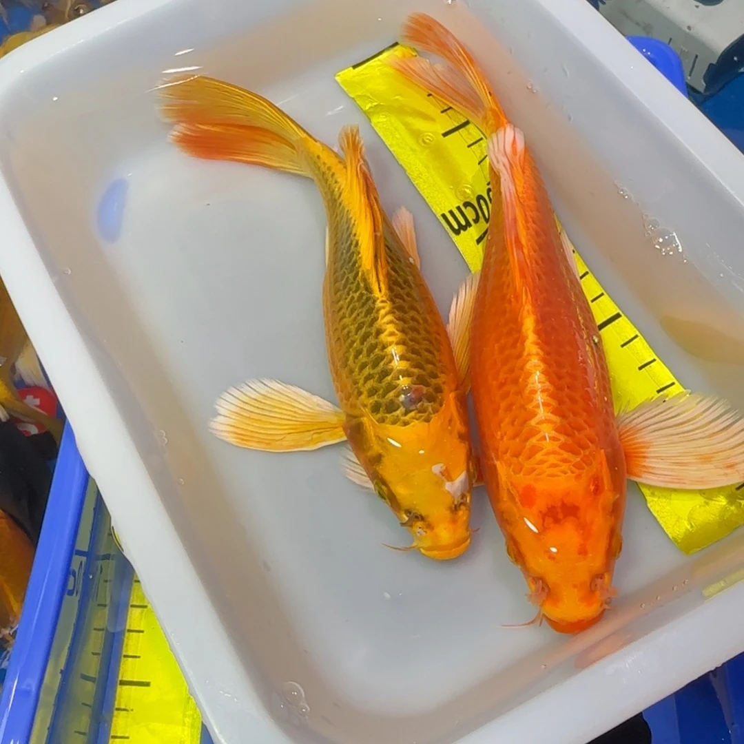 中国大陆蝴蝶鲤两条精品