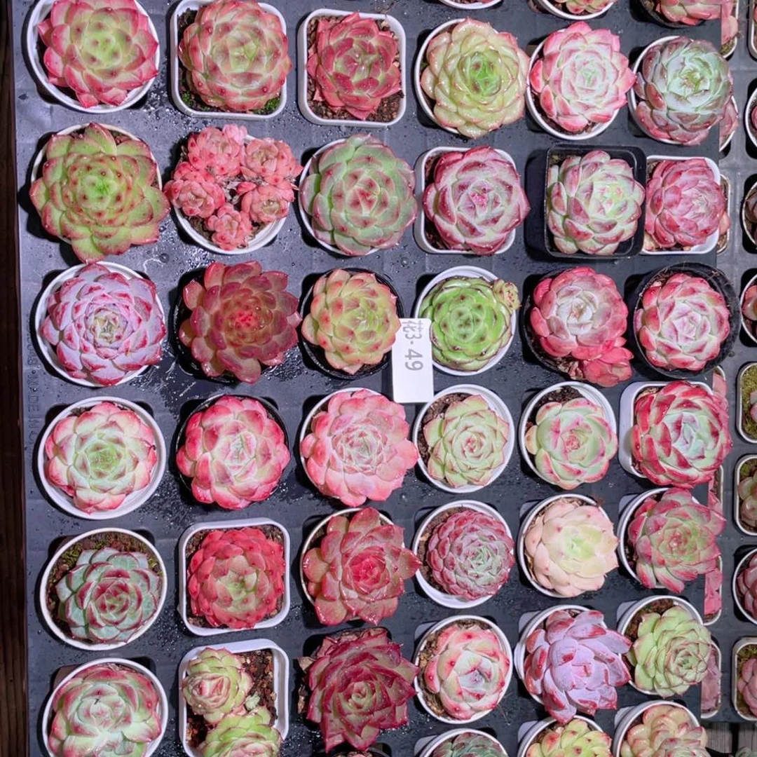 花利美 3-49组合48颗含盆土