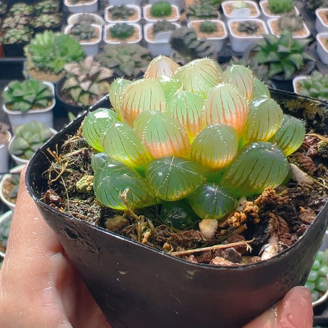 洛神玉露多肉多肉多肉一颗