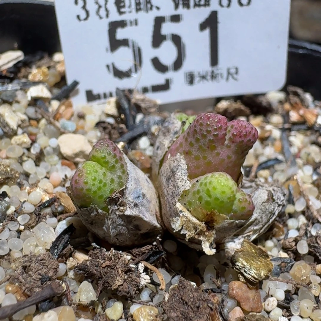 zzzzz生石花肉锥551斑马