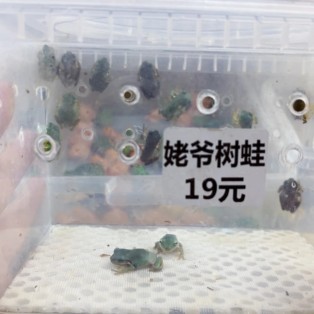 角蛙姥爷树蛙专拍链接一只包邮