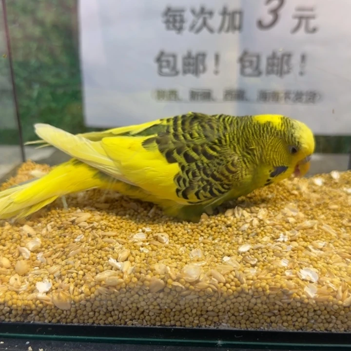 虎皮鹦鹉大头虎皮鹦鹉