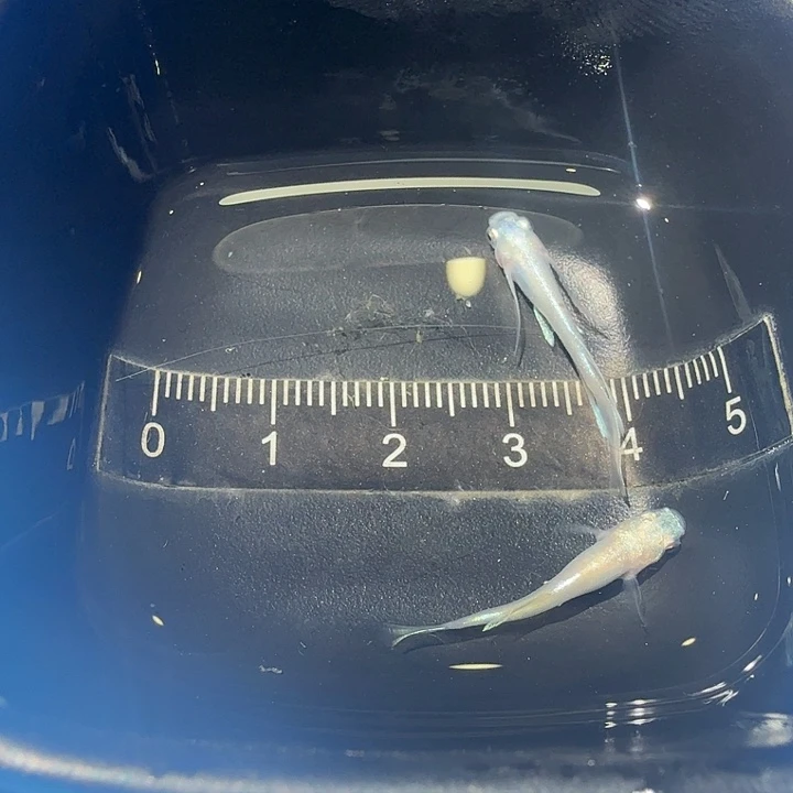 青鳉鱼35号拍品白歌舞姬