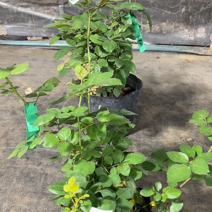 少量花朵（建议范围：2朵-5朵 或40%以下）66紫荔枝