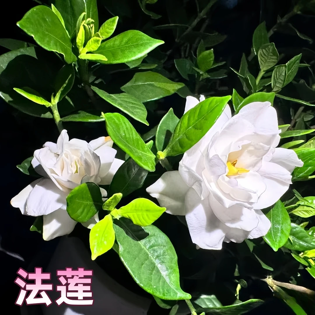 【重瓣品种】栀子花大全，基地直发