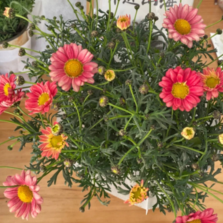 玛格丽特盆栽室内室外