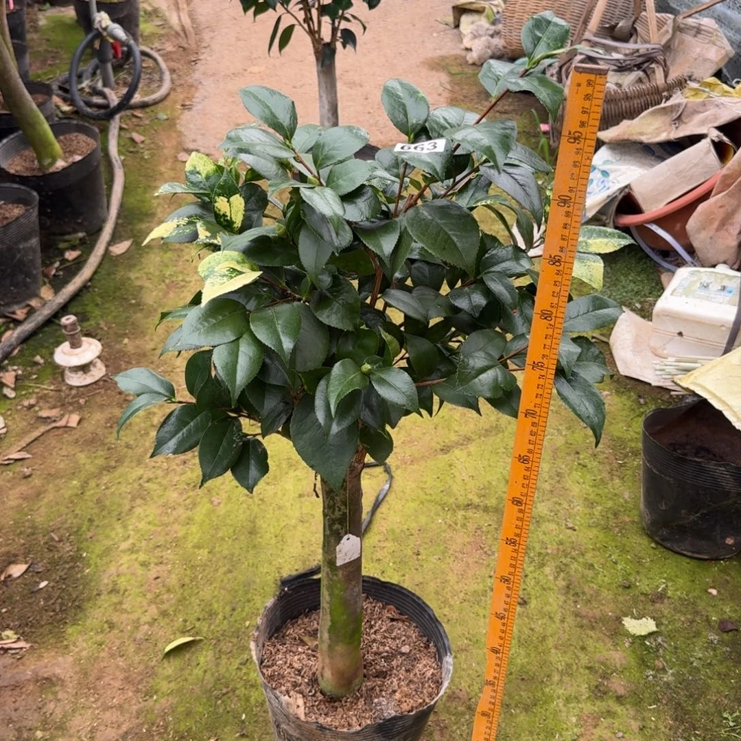 少量花朵（建议范围：2朵-5朵 或40%以下）663花木兰嫁接