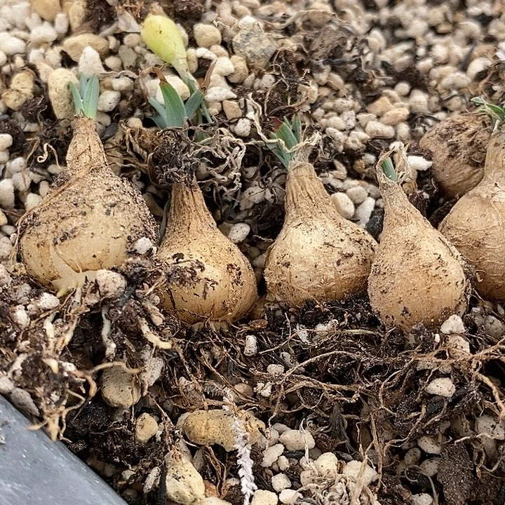 1685弹簧草一颗。