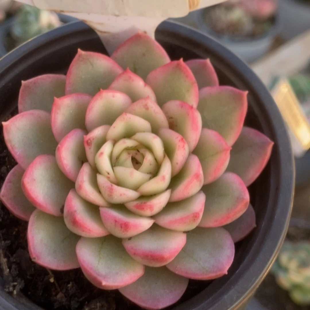 521黄玫瑰锦锦锦锦锦锦