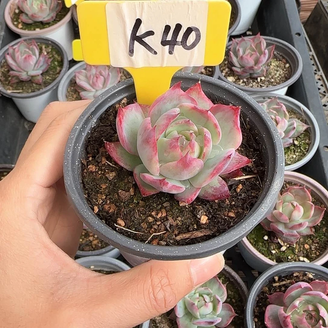 熊***毛K40惊鸿单头多肉