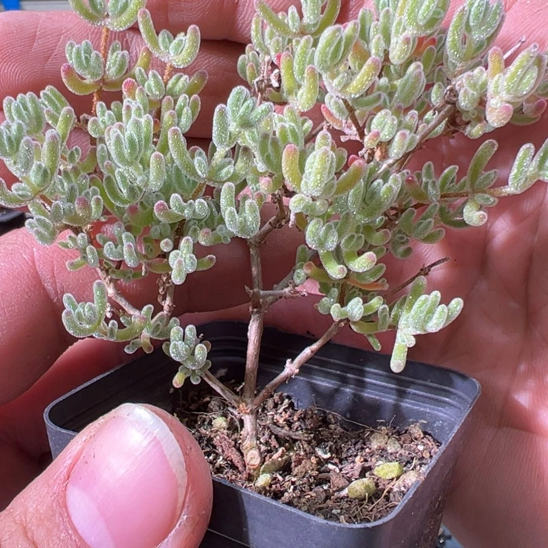 冰紫55杯老桩福利