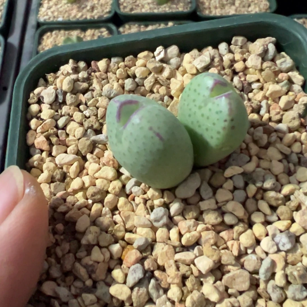 斑斓少将，一物一拍