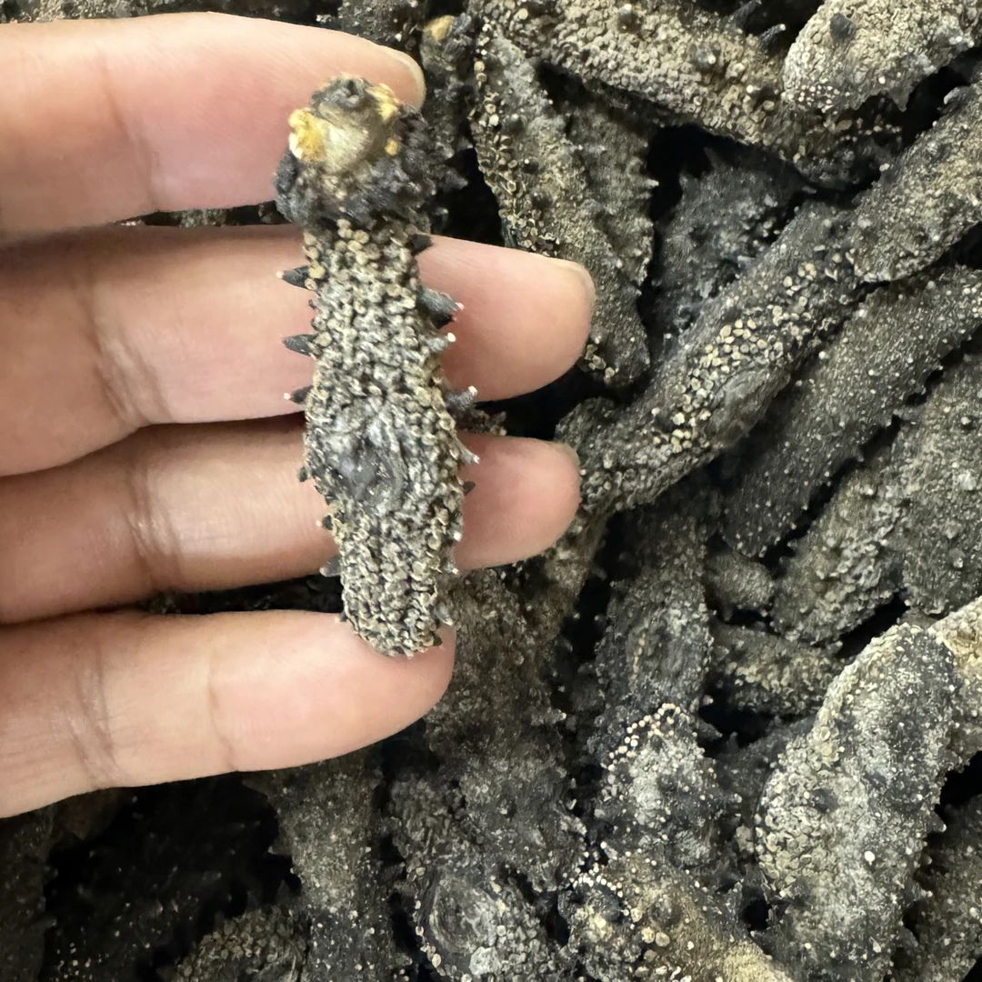 青岛国标纯淡干刺参干参滋补佳品真正的海捕海参15 倍泡发率纯野