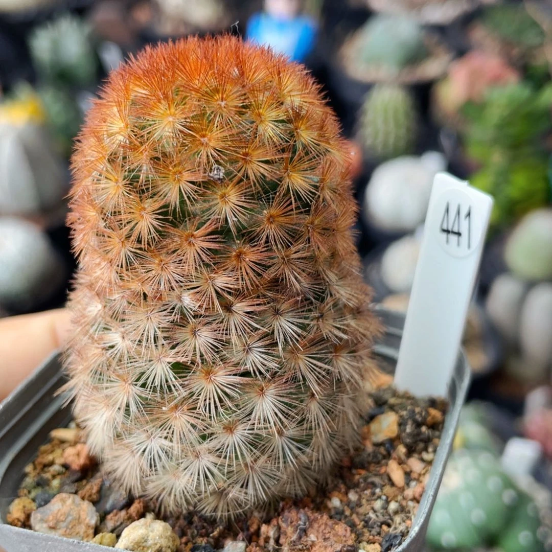 仙人球满28包邮盆口径5公分红刺嘉文