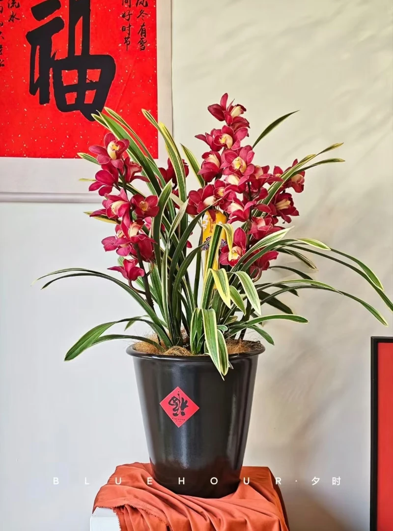 【A级 金边大红袍】大花蕙兰开花浓香室内好养易活兰花花卉绿植