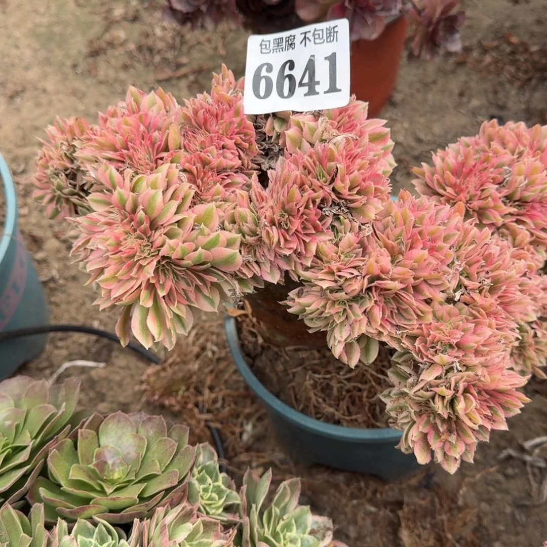 法师女巫缀微瑕板16-20 6641