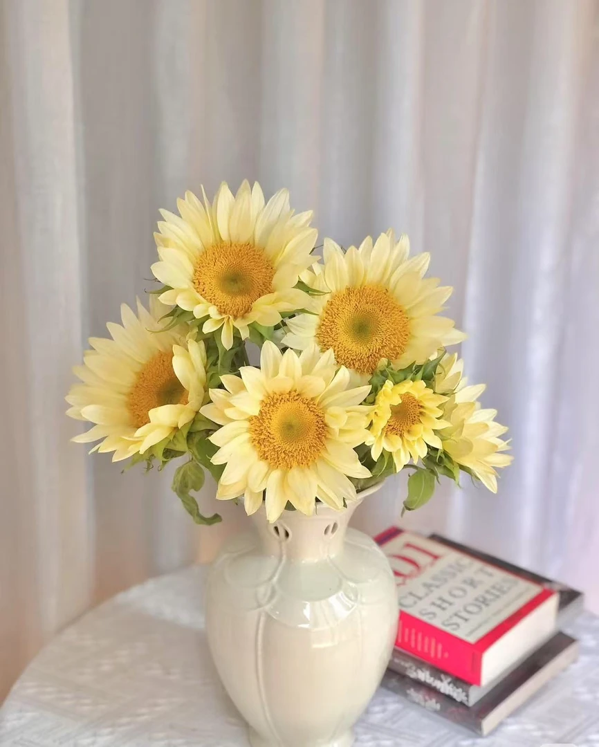 【噗噗花舍】奶油向日葵3支  云南基地直发